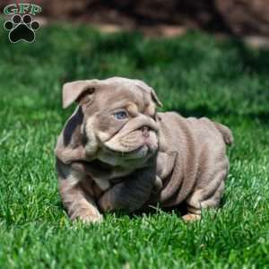Indigo Pearl, English Bulldog Puppy